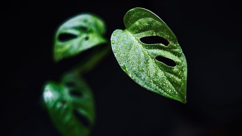 Exotic Foliage