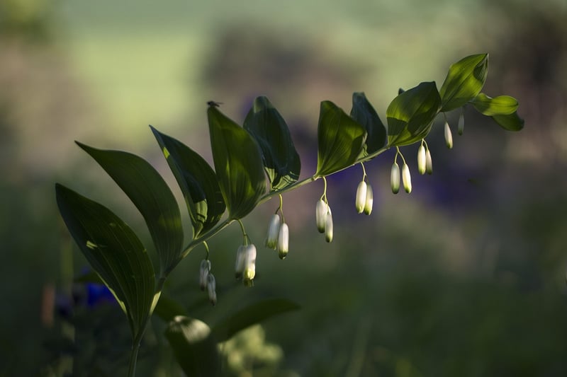 Wildflower Garden